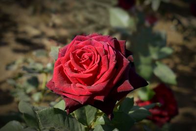Close-up of red rose