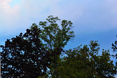 Low angle view of trees against blue sky