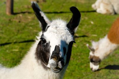 Close-up of a horse on field