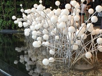 Close-up of white flowers