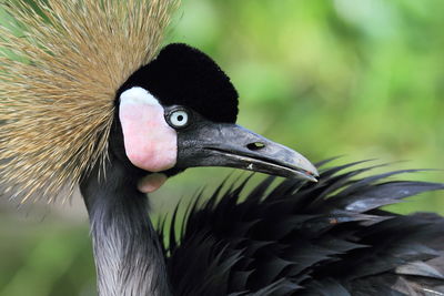 Close-up of a bird