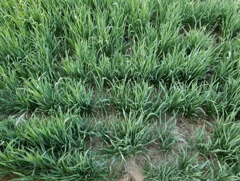 High angle view of fresh green field