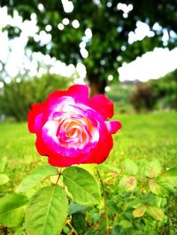 Close-up of pink rose