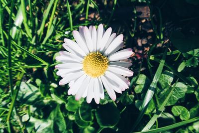 Close-up of daisy blooming on grassy field