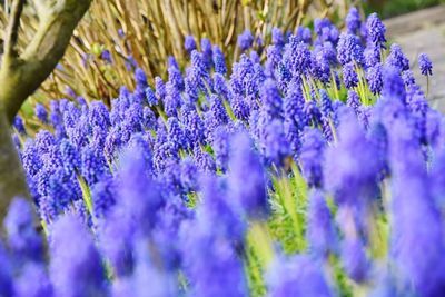 Close-up of purple flowering plants