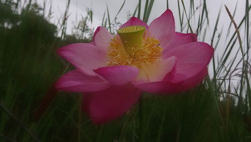 Close-up of pink flower on land