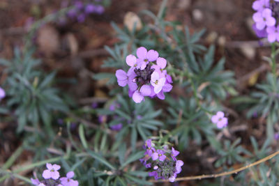 Close-up of pink flowering plant