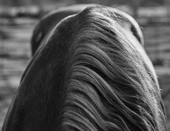 Cropped image of horse mane