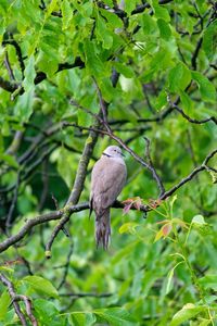 Bird perching on a tree