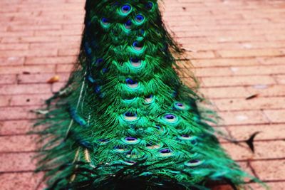 Close-up of multi colored feathers