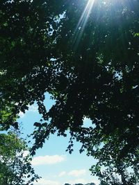 Low angle view of trees against sky