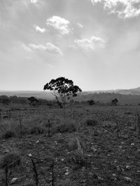 Trees on field against sky