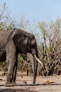 Side view of elephant on land against sky