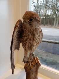 Close-up of owl perching outdoors