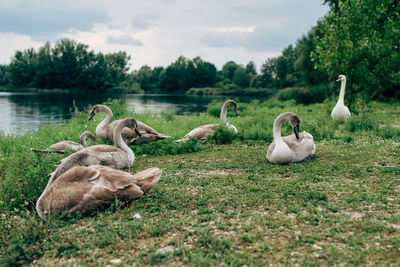 Swans in the coast