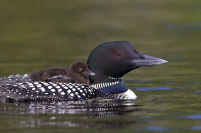 Common loon with young bird swimming in lake