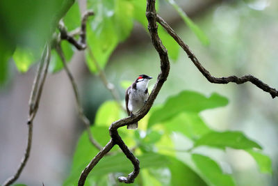 Close-up of bird perching on tree