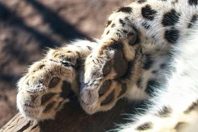 Close-up of tiger