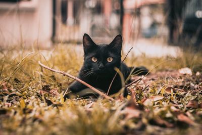 Close-up portrait of black cat