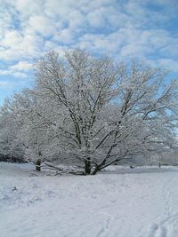 Close-up of tree against sky during winter