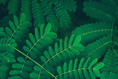Close-up of green fresh tropical fern acacia leaves