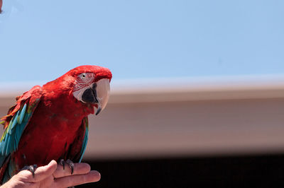 Close-up of a bird perching on hand