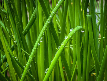 Close-up of wet grass