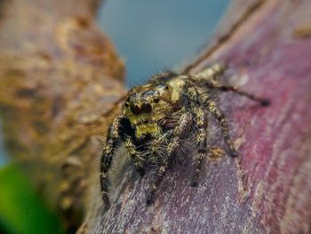 Close-up of spider