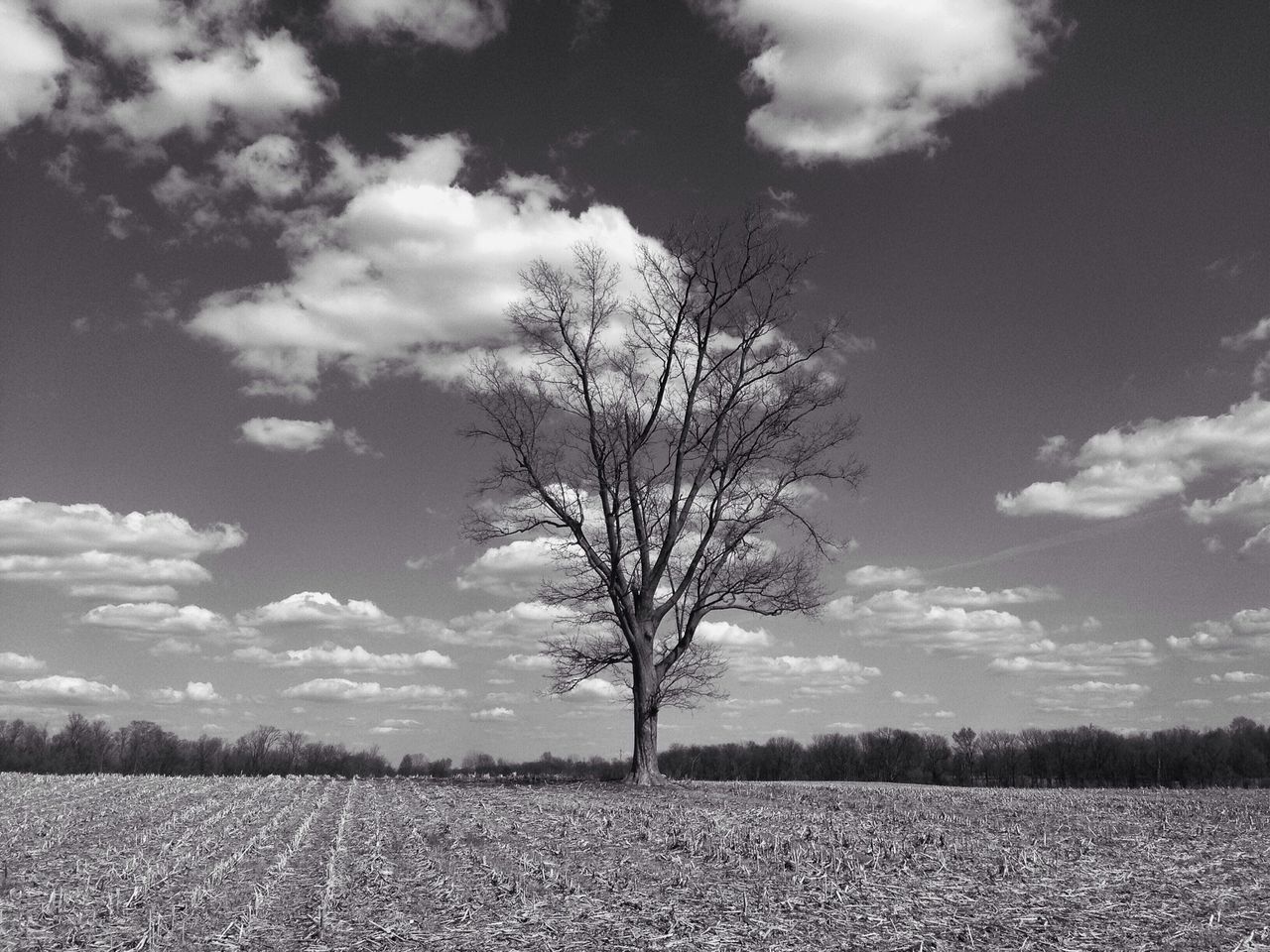 sky, landscape, tranquility, bare tree, tranquil scene, tree, field, scenics, nature, beauty in nature, cloud - sky, cloud, rural scene, branch, non-urban scene, single tree, growth, horizon over land, solitude, remote