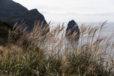 Plants growing in front of sea against sky