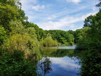 Scenic view of lake in forest against sky