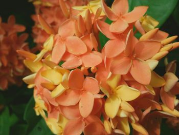 Close-up of flowers