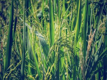 Full frame shot of wheat field