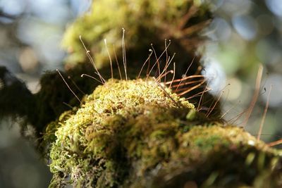 Close-up of plant