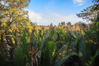 Crops growing on field against sky