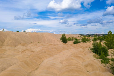 Sandy yellow dunes overgrown with trees and bushes on a sunny summer day.