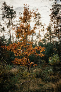 Trees in forest against sky during autumn