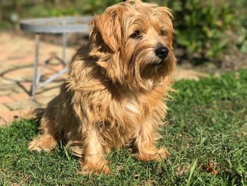 Portrait of dog on grass