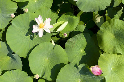 High angle view of water lily amidst leaves on plant