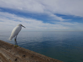 Seagull perching on a sea