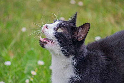 Close-up of a cat looking away