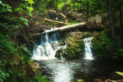 Scenic view of waterfall in forest