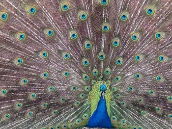 Full frame shot of dancing peacock with fanned out feathers