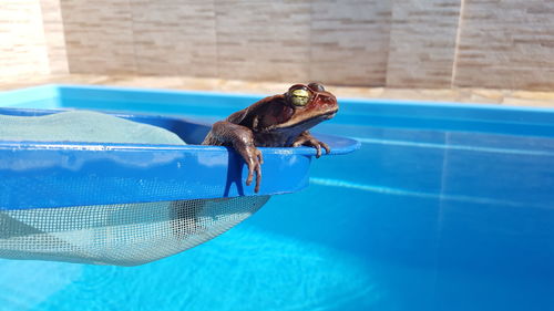 Close-up of turtle in swimming pool