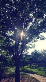 Trees against sky