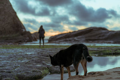 Dog standing on land by water