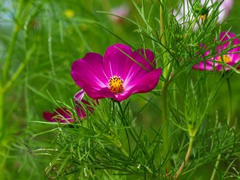 Close-up of pink and purple flower