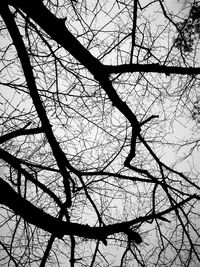 Low angle view of bare tree against sky