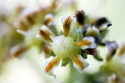 Close-up of fresh flowers