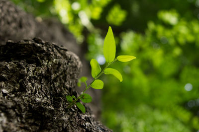 Close-up of plant growing on tree trunk
